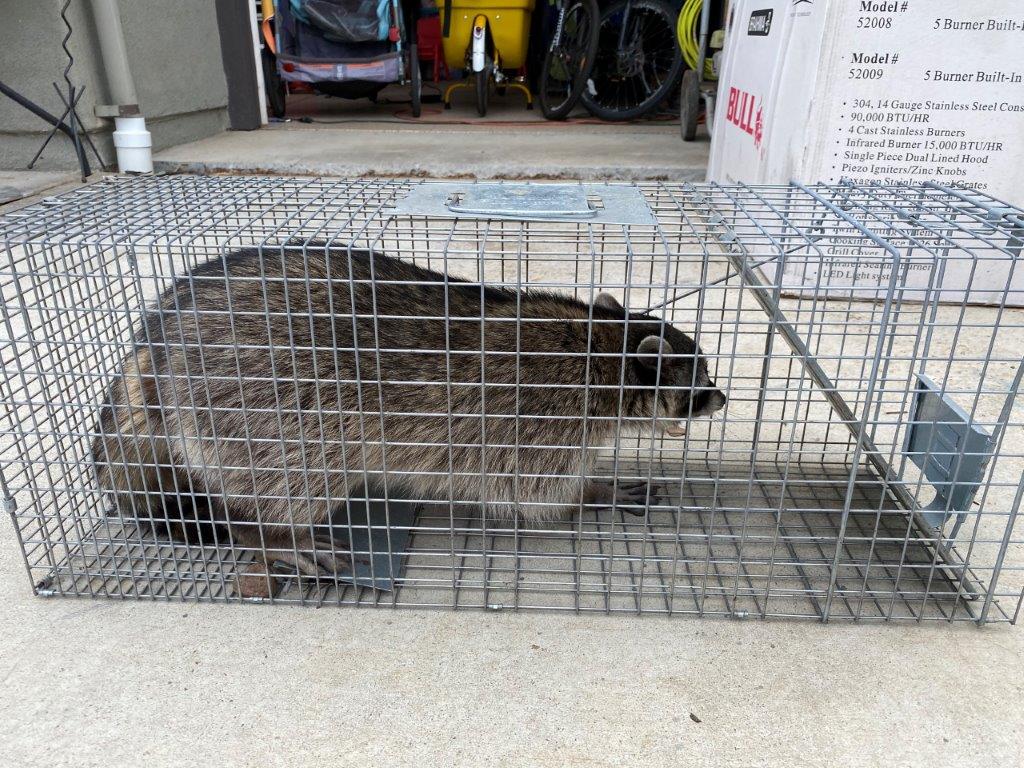 Plano raccoon trapping